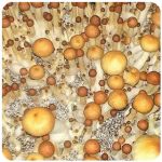 Псилоцибиновые (галлюциногенные) грибы в Ишиме Psilocybin "Golden Teacher" Псилоцибиновые (галлюциногенные) грибы в Ишиме Psilocybin "Golden Teacher"